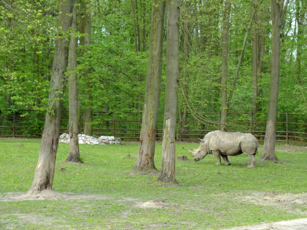 Zoo Poznań #zoo #zwierzęta