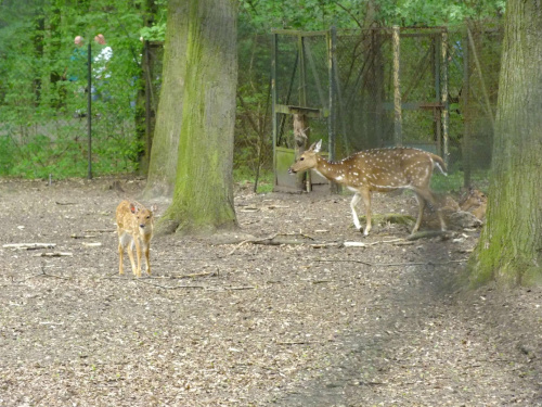 Zoo Poznań #zoo #zwierzęta