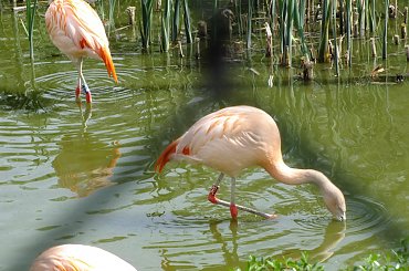 Zoo Poznań #zoo #zwierzęta