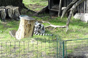 Zoo Poznań #zoo #zwierzęta