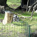 Zoo Poznań #zoo #zwierzęta