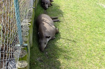 Zoo Poznań #zoo #zwierzęta