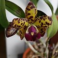 cattleya golden eye