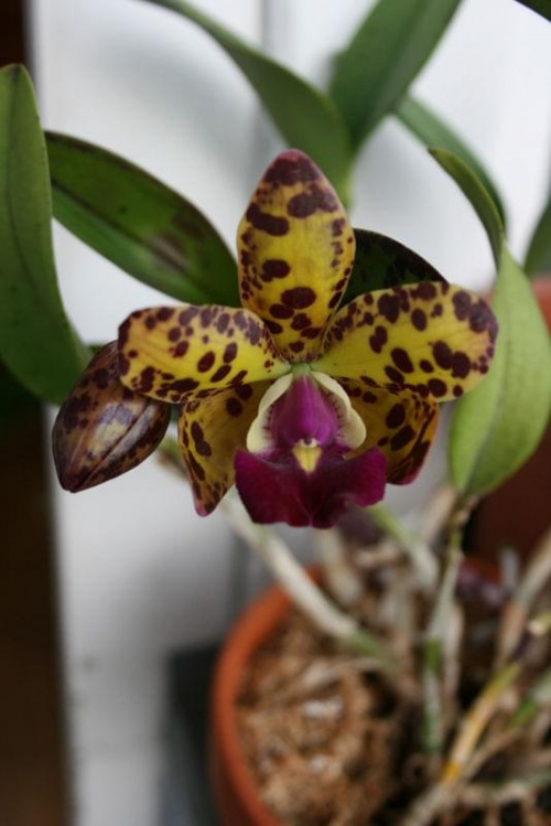 cattleya golden eye