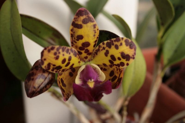 cattleya golden eye