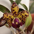 cattleya golden eye