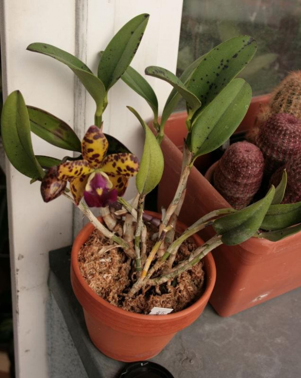 cattleya golden eye