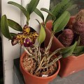 cattleya golden eye