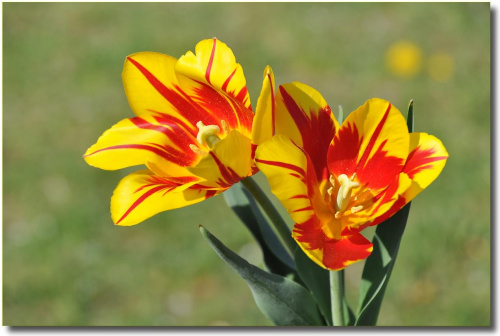 Tulipany