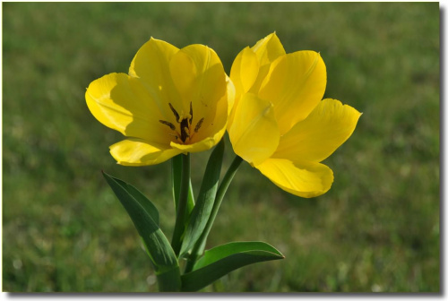 Tulipany