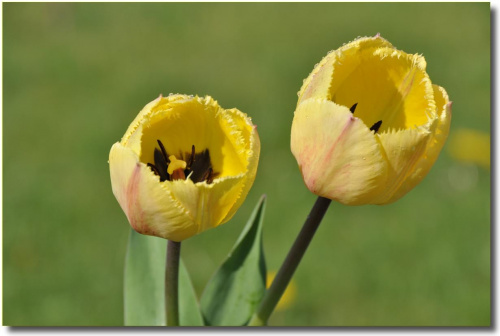 Tulipany