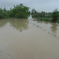 Godz. 15:36, ogród, max. poziom wody 240 cm #Powódź2010 #Wisła