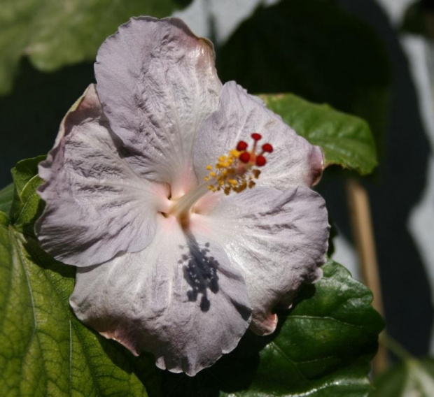 hibiscus cajun blue