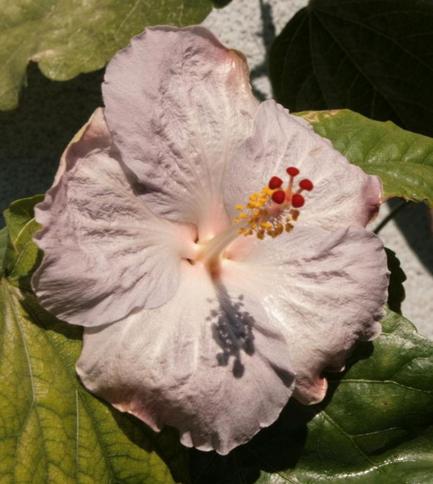 hibiscus cajun blue