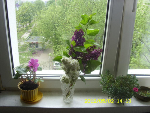 moje kwiatki kuchenne) )