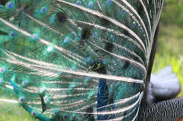 paw ujęcie 2 #ptaki #paw