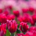 Red... #arietiss #flora #kwiaty #tulipany