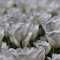 White... #arietiss #flora #kwiaty #tulipany