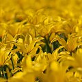 Yellow... #arietiss #flora #kwiaty #tulipany