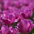 Violet... #arietiss #flora #kwiaty #tulipany