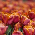 Orange... #arietiss #flora #kwiaty #tulipany