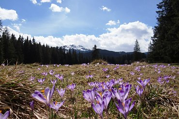 Krokusy #Chochołowska #Gubałówka #krokusy #Podhale #Tatry #wiosna #Zakopane