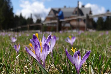 Krokusy #Chochołowska #Gubałówka #krokusy #Podhale #Tatry #wiosna #Zakopane