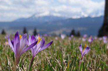 Krokusy #Chochołowska #Gubałówka #krokusy #Podhale #Tatry #wiosna #Zakopane
