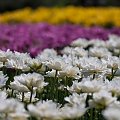 Multicolour... #arietiss #flora #kwiaty #tulipany
