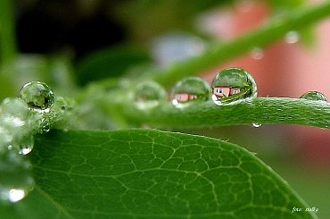 witam po długim weekendzie ... :)) **** ulub. lidiaizabela; marzenna73; krzysztof50; amyw; vika38; oliwia120 **** #kropelki #PoDeszczu #makro