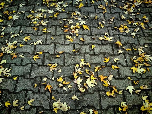 jesień w stanie już opadłym #jesień #liść #liście #chodnik