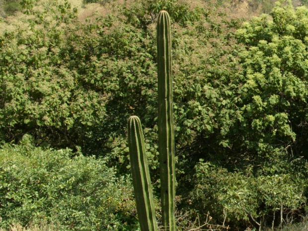 Malinalco