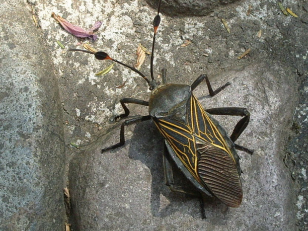 Malinalco