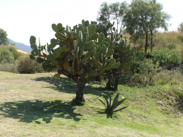 Teotihuacán