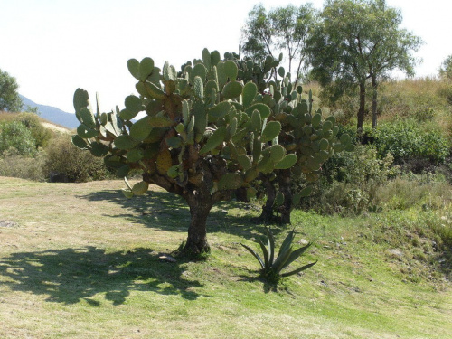 Teotihuacán