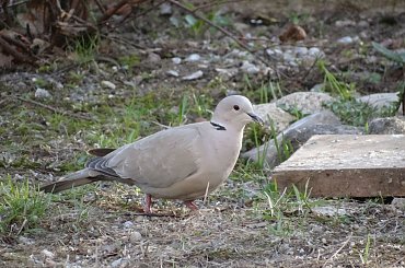 synogarlica turecka #czajka #dzwoniec #ptaki #sikorka #szczygieł #szpak