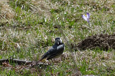 pliszka #czajka #dzwoniec #ptaki #sikorka #szczygieł #szpak