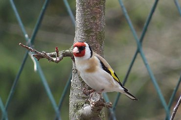 Szczygieł #czajka #dzwoniec #ptaki #sikorka #szczygieł #szpak