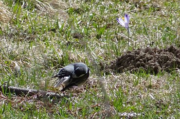 pliszka #czajka #dzwoniec #ptaki #sikorka #szczygieł #szpak