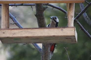 dzięcioł #czajka #dzwoniec #ptaki #sikorka #szczygieł #szpak