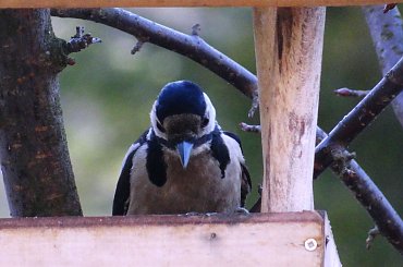 dzięcioł #czajka #dzwoniec #ptaki #sikorka #szczygieł #szpak