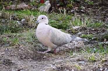 synogarlica turecka #czajka #dzwoniec #ptaki #sikorka #szczygieł #szpak