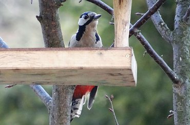 dzięcioł #czajka #dzwoniec #ptaki #sikorka #szczygieł #szpak