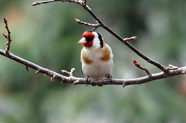 Szczygieł #czajka #dzwoniec #ptaki #sikorka #szczygieł #szpak