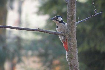 dzięcioł #czajka #dzwoniec #ptaki #sikorka #szczygieł #szpak