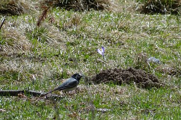 pliszka #czajka #dzwoniec #ptaki #sikorka #szczygieł #szpak