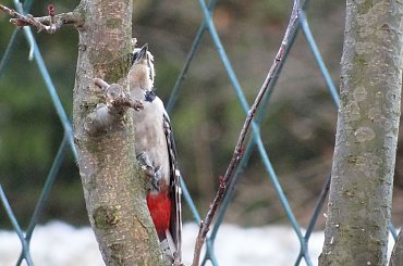 dzięcioł #czajka #dzwoniec #ptaki #sikorka #szczygieł #szpak