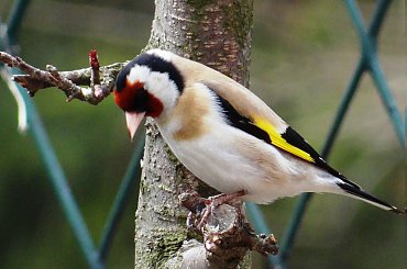 Szczygieł #czajka #dzwoniec #ptaki #sikorka #szczygieł #szpak