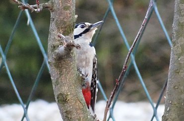 dzięcioł #czajka #dzwoniec #ptaki #sikorka #szczygieł #szpak