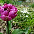 tulipany w moim ogrodzie ... :)) #kwiaty #ogród #tulipany #wiosna